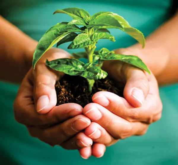 A person holding a plant in their hands.